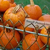 Small Pumpkins