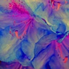 Azaleas in Abstract