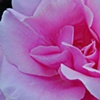 Rose 2