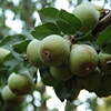 Pears Hanging