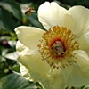 Journey of the Bee