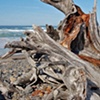 Driftwood