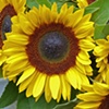 Sunflowers - 2