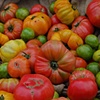 Tomatoes
