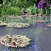 Monet's Pond