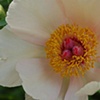 Peony