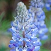 Lupine