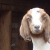 Local Farm.06