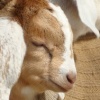Local Farm.02