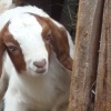 Local Farm.07