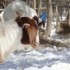 local farm