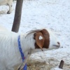 Local Farm.04