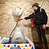 Ice Shark Installation w/Hipster