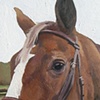 Beau the Horse