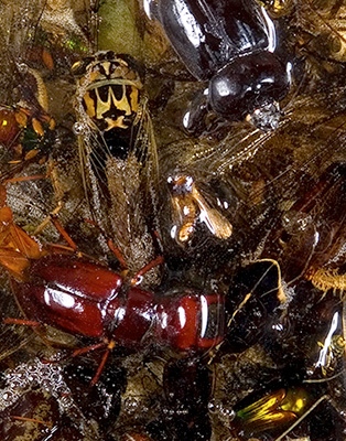 detail of "collection"