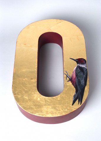 Lewis's Woodpecker