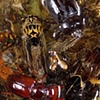 detail of "collection"