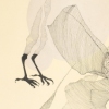untitled (legs/shell)