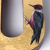 Lewis's Woodpecker