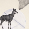 untitled (okapi)