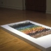Taxonomy