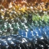 Taxonomy (detail)