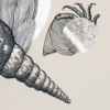 untitled (shell/heart)