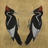 Still Life - Ivory-Billed Woodpecker