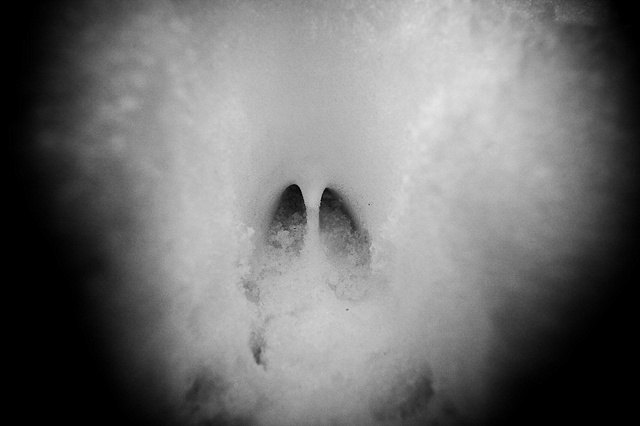 Whitetail Hoof