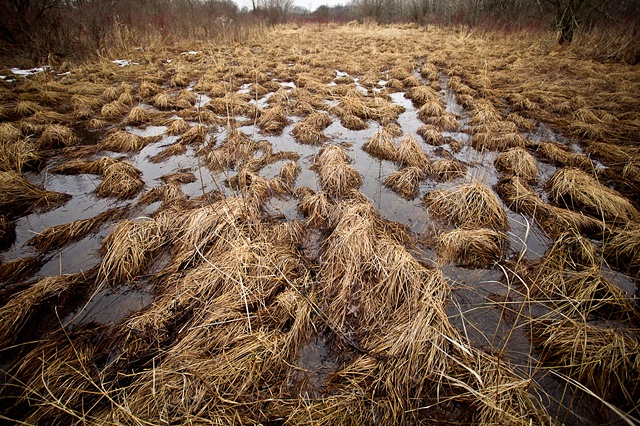 Marsh