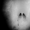Whitetail Hoof