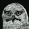 Snowy Owl