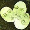 Eggheads In A Nest