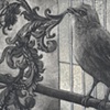The Canary