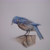 Scientific Illustration
