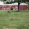 Stump 23