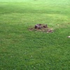 Stump 11b