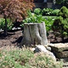 Stumps