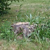Stump 24