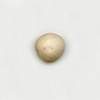 Macadamia Nut