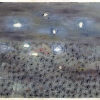 Fireflies