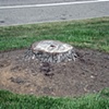 Stump 6