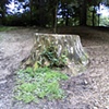 Stump 38