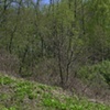 Composited Landscape