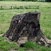 Stump 21b