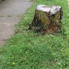 Stump 26
