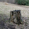 Stump 19