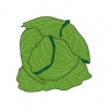 Cabbage