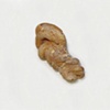 Large Intestine