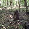 Stump 14